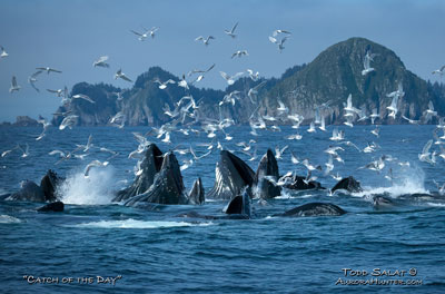 A group of humpback whales use the bubble-net feeding technique to catch baitfish near Chiswell Islands in Alaska's Kenai Fjords, Resurrection Bay, July 25, 2023.